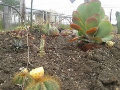 New cactus garden