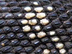 Lace Monitor (Bell's form) scale detail