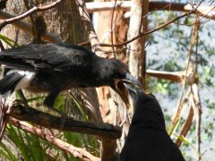 Currawong feeding Chicklet