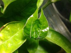 Banisteriopsis caapi 'cielo' funky twin leaf