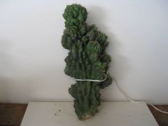 Cereus p. monstrose