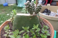 opuntia tephrocactus articulatus grafted on opuntia