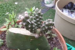 opuntia tephrocactus articulatus grafted on opuntia