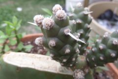 opuntia tephrocactus articulatus grafted on opuntia