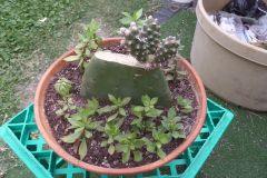 opuntia tephrocactus articulatus grafted on opuntia