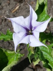 Datura stramonium