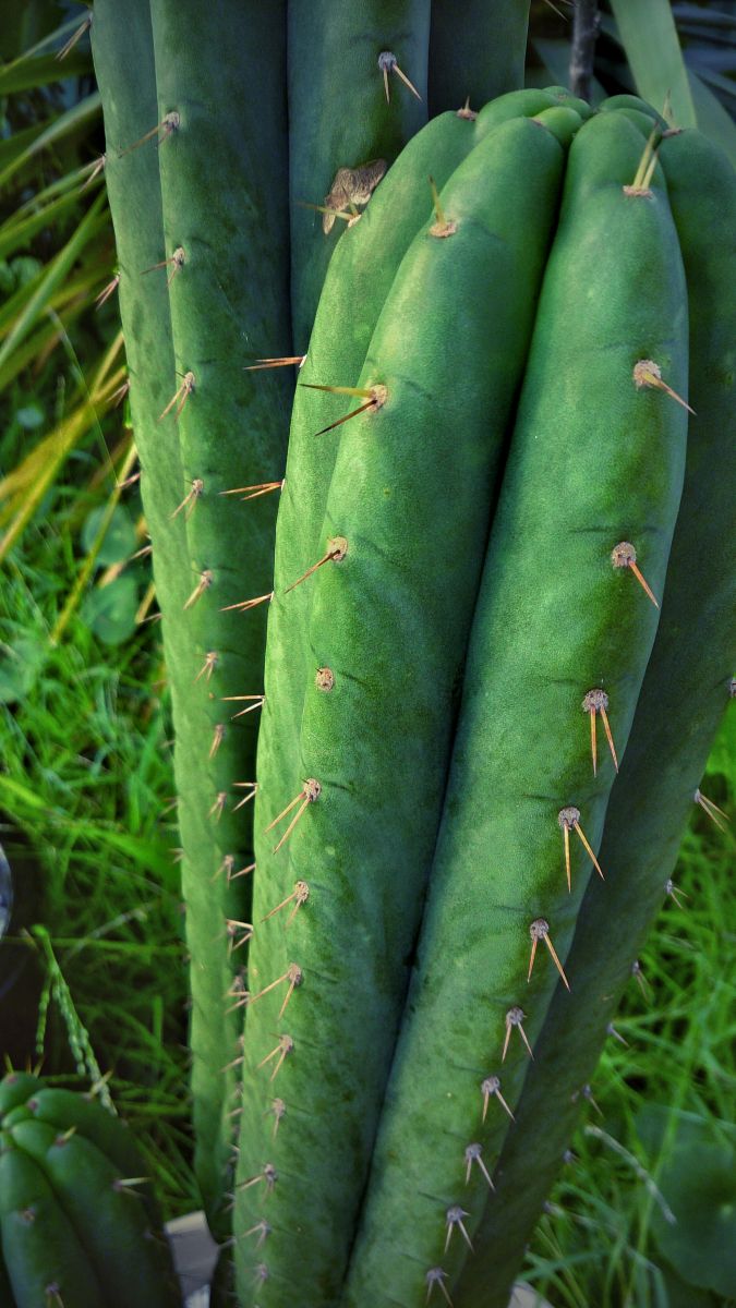 Glaukus' cacti