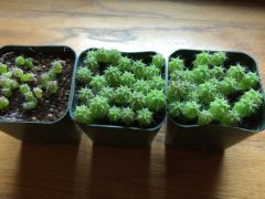 Scopulicola seedlings