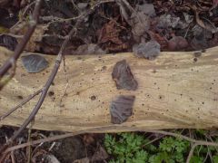 Auricularia auricula-judae