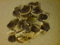 Trametes versicolor 18 march 2015