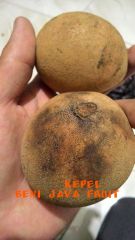 Original java fruit: Kepel 