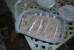 trichs in greenhouse