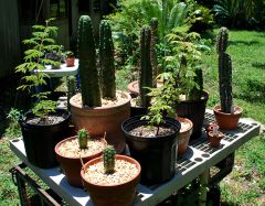Part of myTrichocereus Collection
