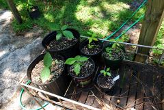 Various B. Caapi Seedlings