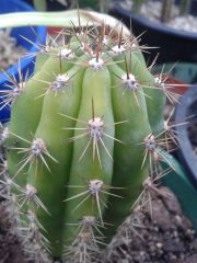 Los gentiles seedling