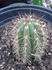 wild peruvianus seedling