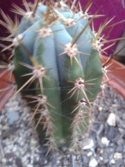 hardware store seedling