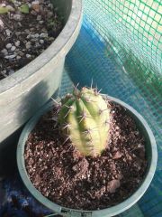 Cactusplaza.com pachanoi