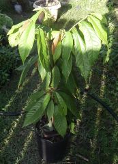 Theobroma cacao,