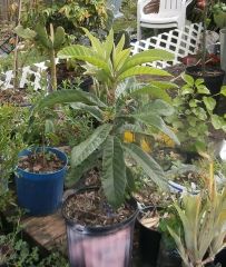 Loquat