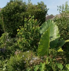 elephant ear, starfruit, jujube