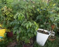 lychee jackfruit