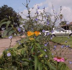 chicory, milkweed