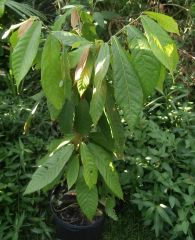 Theobroma cacao,