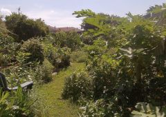 permaculture food forest