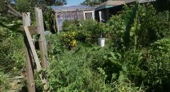 permaculture food forest backyard