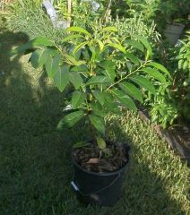 black sapote chocolate pudding fruit