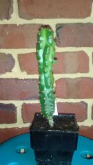 IMG 20151113 070708109