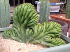 T. pachanoi 'Crest'