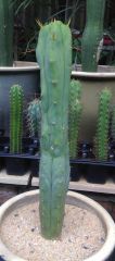 T. bridgesii 'Bruce'