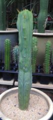 T. bridgesii 'Bruce'