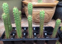 T. bridgesii x T. bridgesii 'SS02'