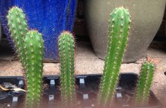 T. bridgesii 'Psycho0' x T. macrogonus