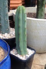 T. bridgesii 'JAC010'