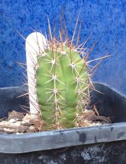 T. peruvianus 'Luther Burbank' x T. bridgesii 'SS02'