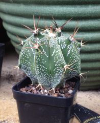 Astrophytum ornate