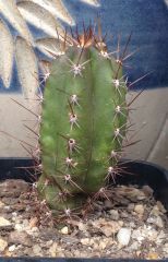 T. peruvianus 'Sierra Blue' x T. bridgesii 'SS02'