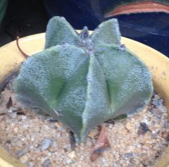 Astrophytum myriostigma