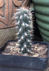 Cylindropuntia sp.