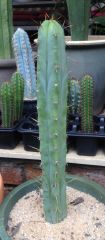 T. bridgesii 'Tim'