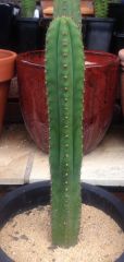 Trichocereus sp. 'Bogan'