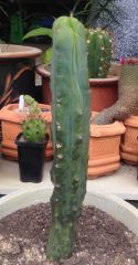 T. bridgesii 'JAC007'