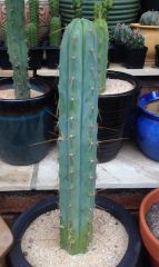 T. bridgesii 'Psycho0'