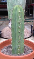 Trichocereus sp. 'Dodie'