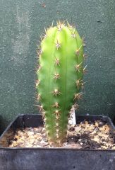 T. bridgesii 'KK919' x TPM