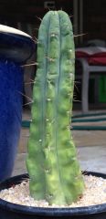 T. bridgesii